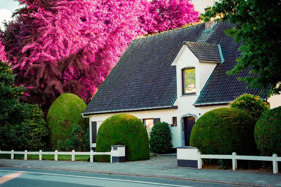 mold removal Archer City